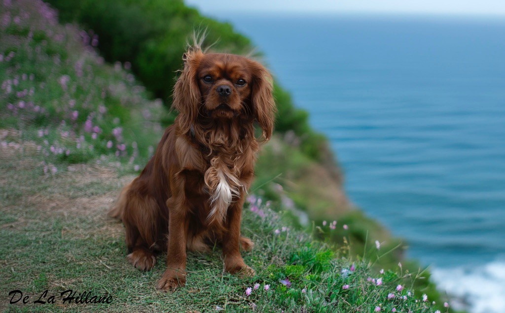 Les Cavalier King Charles Spaniel de l'affixe Du Mas De La Hillane