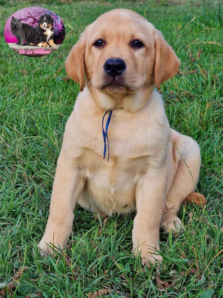 chiot Labrador Retriever Du Mas De La Hillane