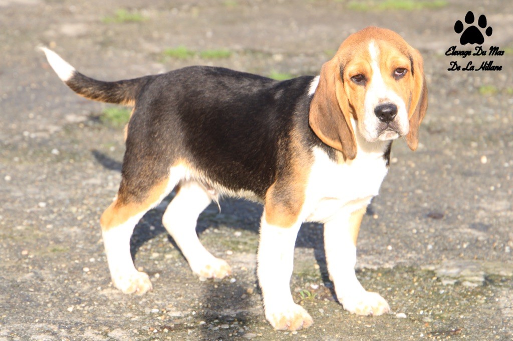 Du Mas De La Hillane - Chiot disponible  - Beagle
