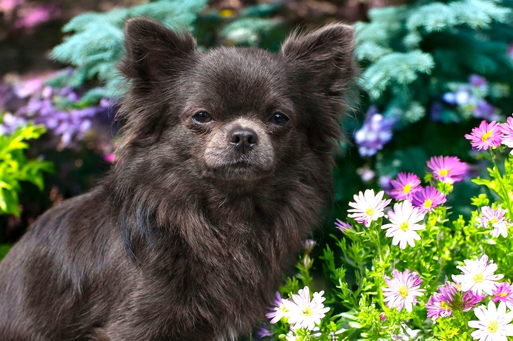 Vogue diamond Des Pattounes Douces