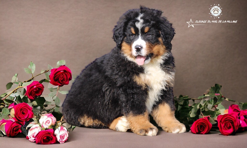 Chiot Bouvier Bernois Du Mas De La Hillane
