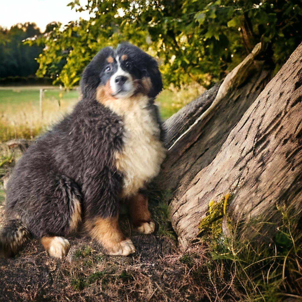 Chiot Bouvier Bernois Du Mas De La Hillane