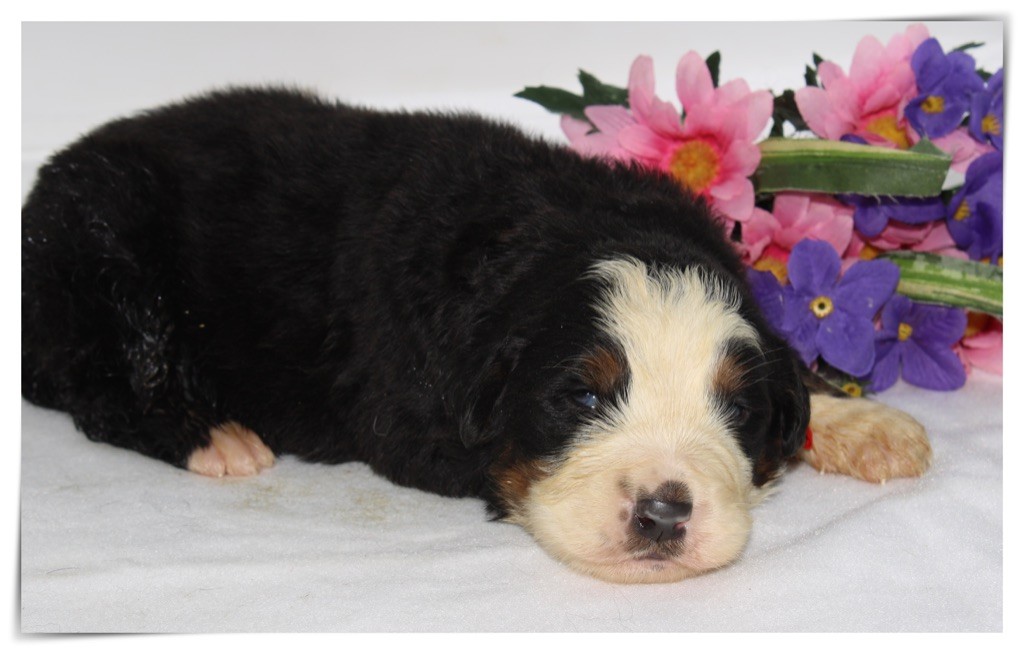 Du Mas De La Hillane - Bouvier Bernois - Portée née le 03/05/2021