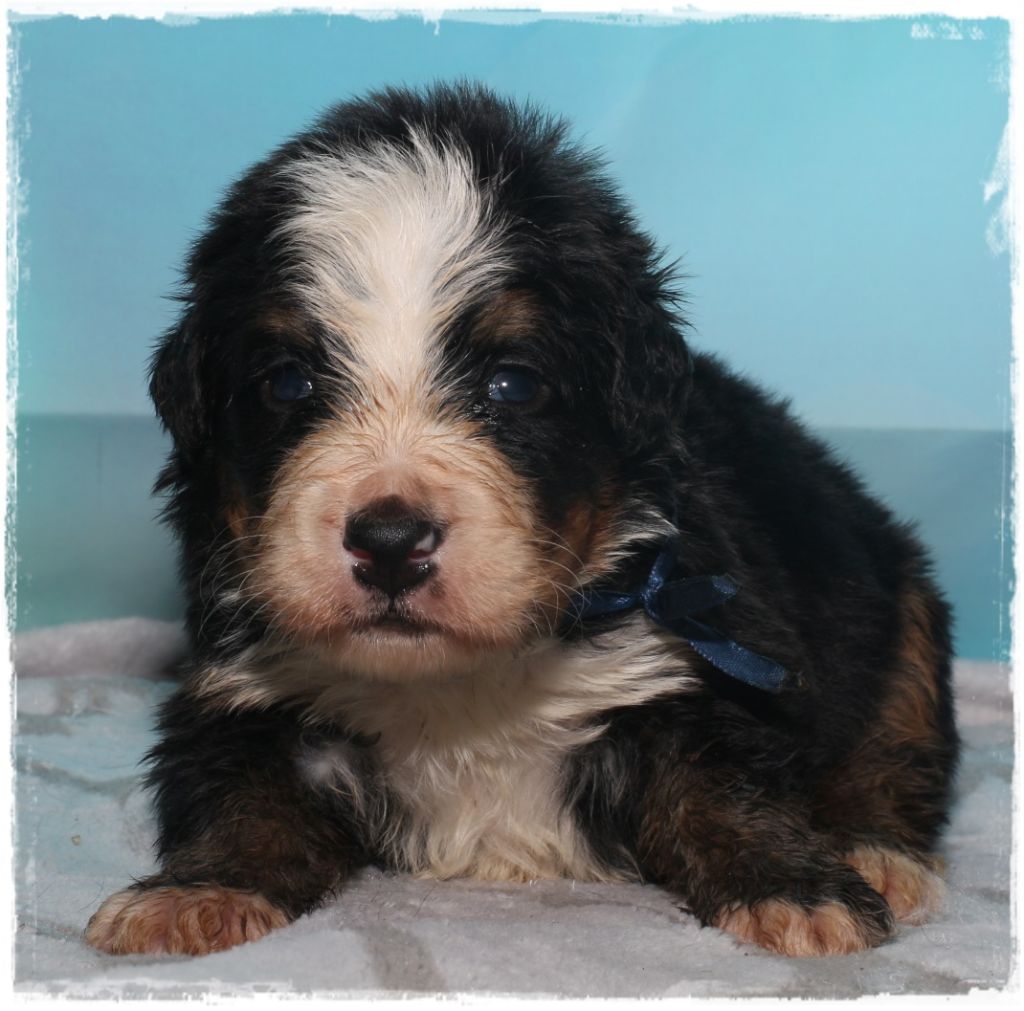 Du Mas De La Hillane - Bouvier Bernois - Portée née le 22/08/2020