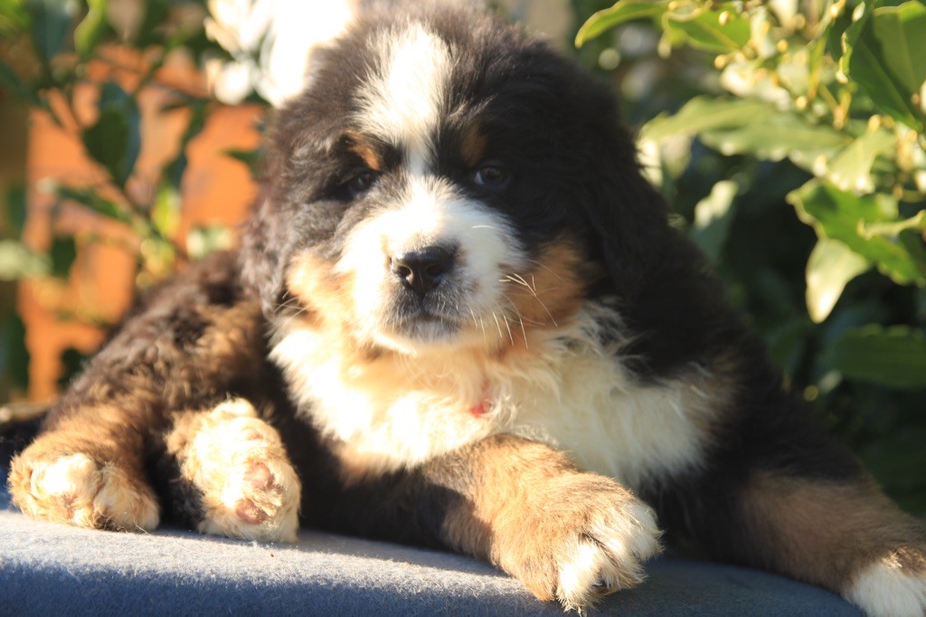 Du Mas De La Hillane - Bouvier Bernois - Portée née le 03/11/2021