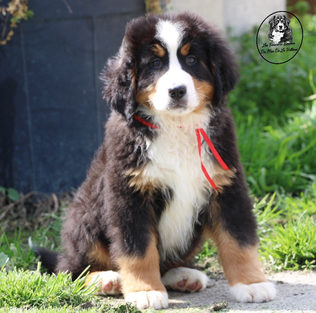Chiot Bouvier Bernois Du Mas De La Hillane