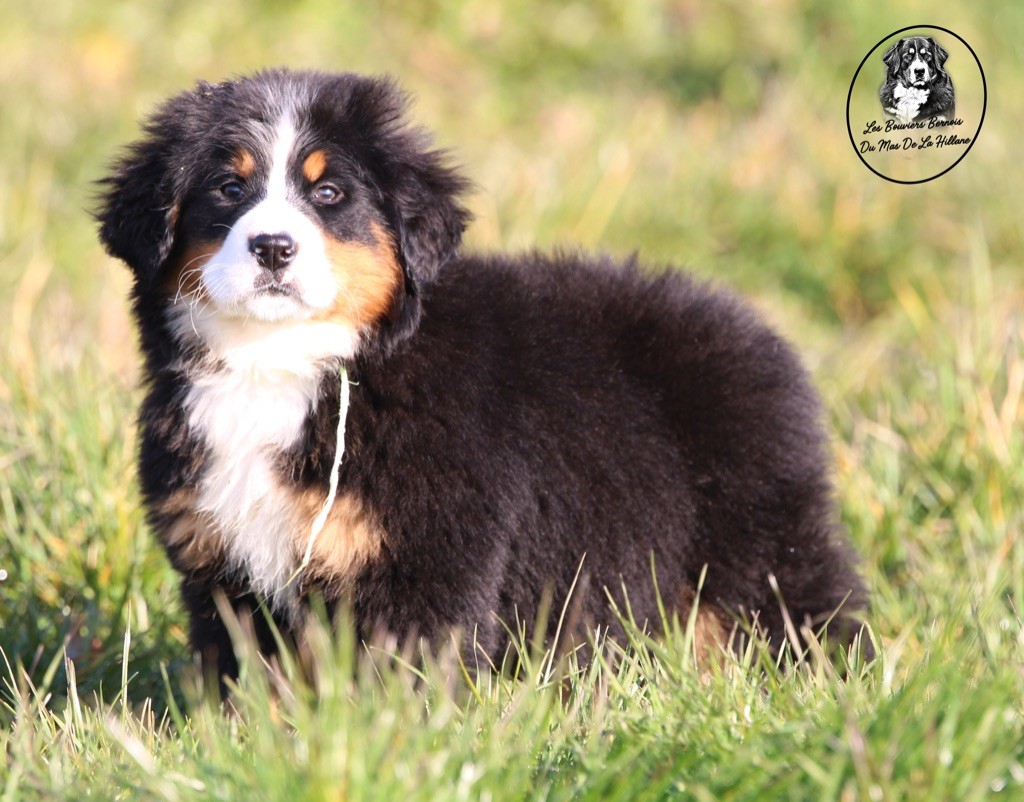 Chiot Bouvier Bernois Du Mas De La Hillane