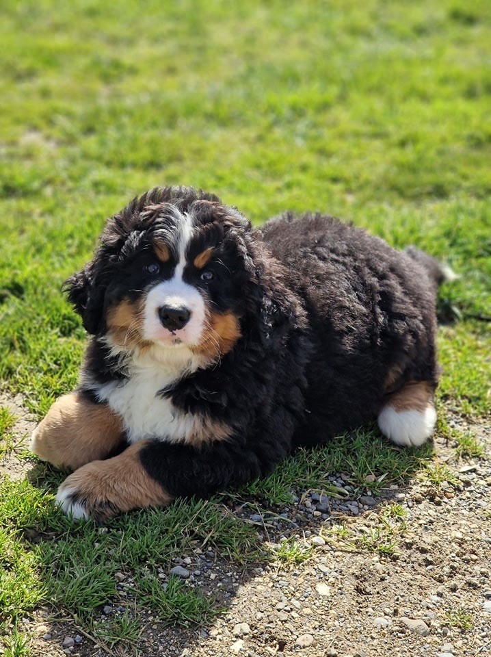 Chiot Bouvier Bernois Du Mas De La Hillane